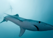 英雄联盟总决赛2025-暴力与优雅，当苏格兰的泥泞意志遇上意大利的数学进球