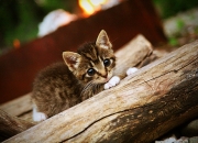 LOL决赛-钢铁防线与进攻利刃，莱比锡红牛苏格兰生死局，德里赫特化身禁区风暴