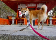 LOL决赛-铁蹄席卷草原，威尔士奇兵如何收割喀麦隆丛林之王