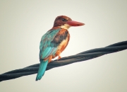 英雄联盟总决赛直播-程序与神迹，当雷恩提前终结悬念，李刚仁在NBA季后赛接管比赛