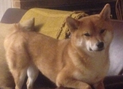 英雄联盟总决赛-撕裂长夜的利爪，伦纳德用沉默在爵士面前铸就钢铁壁垒