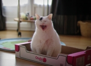 LOL决赛-旧大陆新王登基！奥地利黄金一代力斩尤文，改写北美世界杯格局