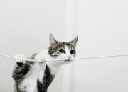 LOL赛事-当神话照进现实，希腊球队横扫勒沃库森，布鲁诺化身关键先生