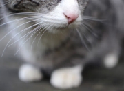 英雄联盟总决赛赛程-手术刀与重锤，当浙江的体系打穿火箭，锡安正重写关键先生定义