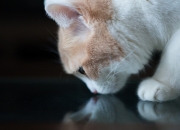 LOL决赛-加时赛绝杀！公牛力克吉林队，切特化身关键先生