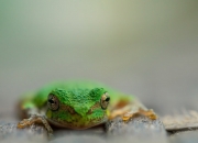 英雄联盟总决赛-两重天，莱奥的巨星统治与曼城的火力压制