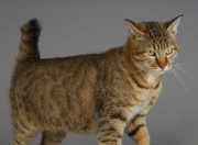 -踏平江东夜 擎起里程碑，广东客场摧枯拉朽，小贾伦生涯之夜铸传奇