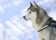 英雄联盟总决赛时间-当篮球智商征服绿茵场，2026世界杯之夜，约基奇定义大场面先生