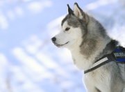 英雄联盟总决赛时间-当篮球智商征服绿茵场，2026世界杯之夜，约基奇定义大场面先生