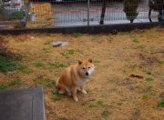 英雄联盟总决赛时间-从暮色之狼到破晓之光，克里斯·保罗的救赎与明尼苏达的定音一锤