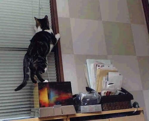 绿茵场与赛道之间的统治力,当若日尼奥在F1的弯道中淘汰克罗地亚