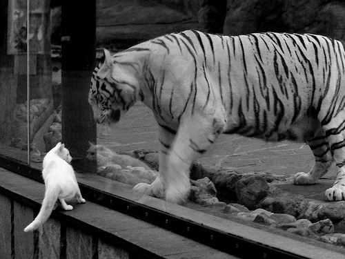 次元壁破裂之夜,从芯片封锁到终场绝杀的双线破局