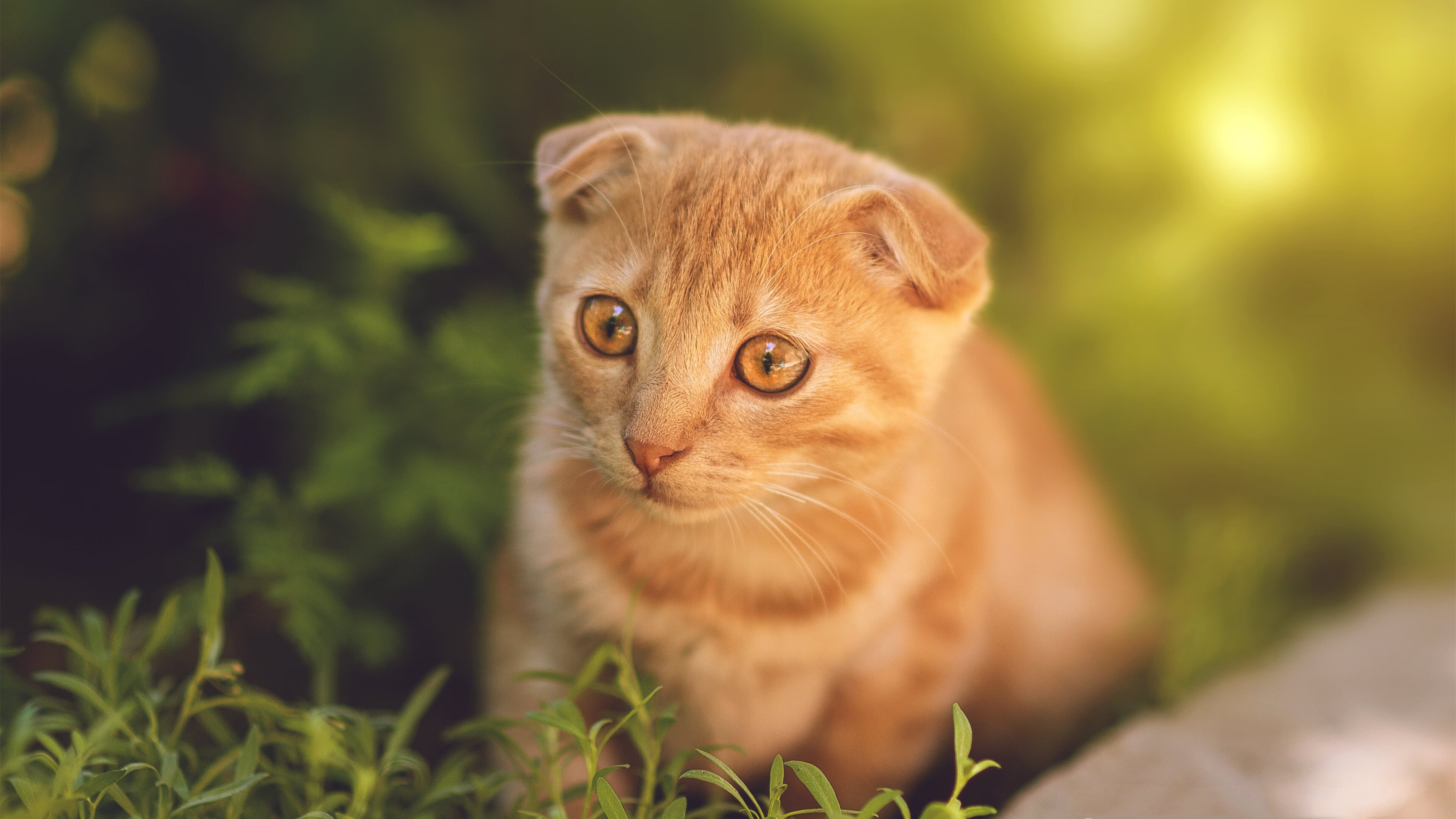 铁蹄与叹息,当贝恩化身篮球场上的绝对命题