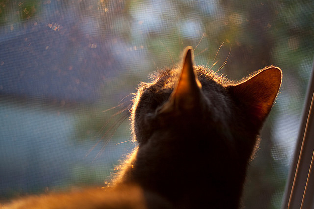冰火交织的巴林夜,新王当立,旧秩序在烈焰中动摇
