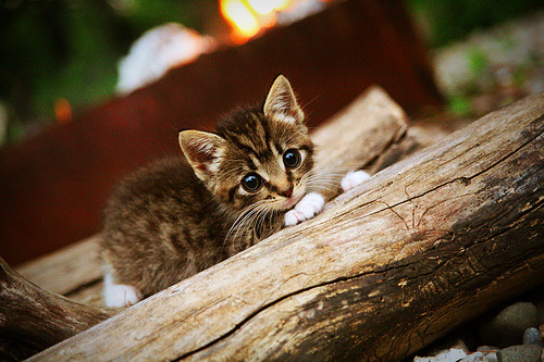 钢铁防线与进攻利刃，莱比锡红牛苏格兰生死局，德里赫特化身禁区风暴