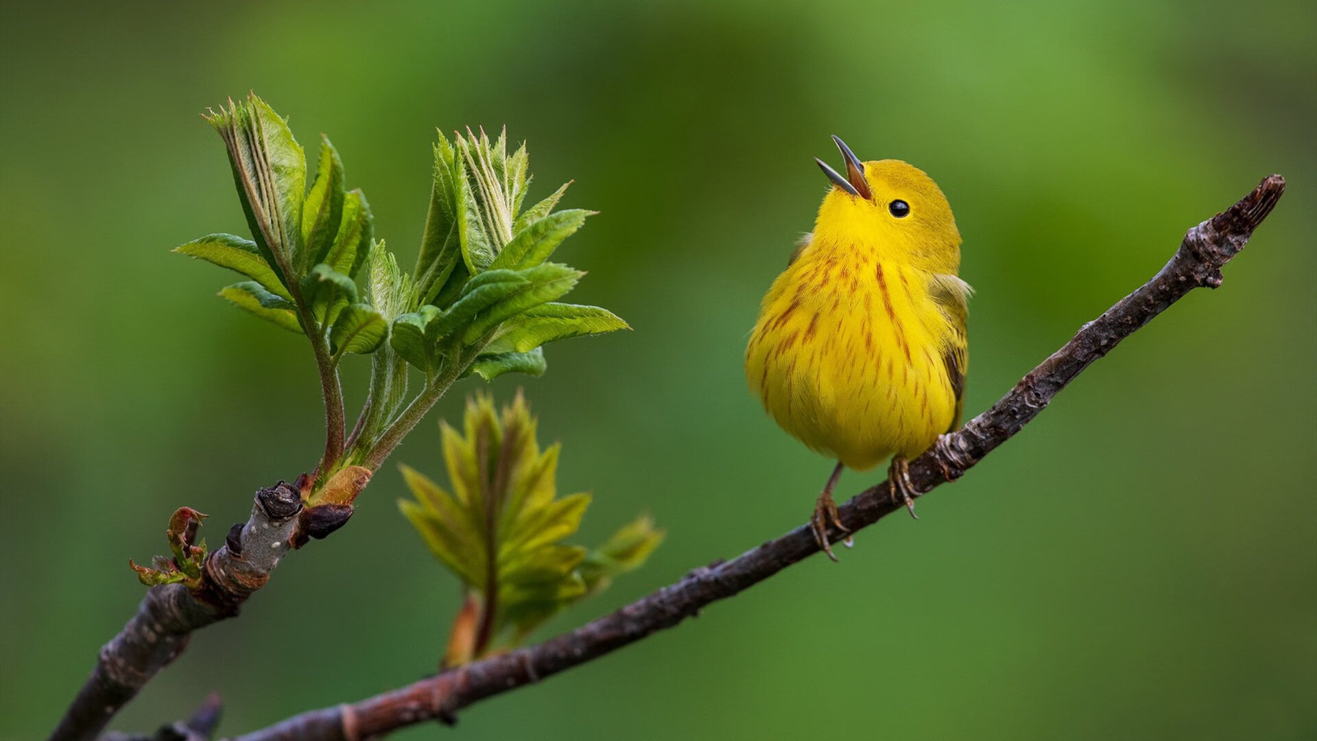 瑞士半场三球闪电战,从崩盘边缘到战术典范,特奥的压力之舞