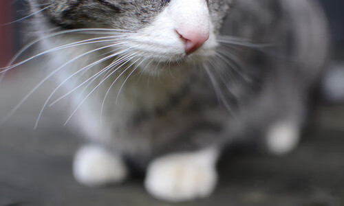 当东方遇见西方,森林狼在总决赛中击败北京队