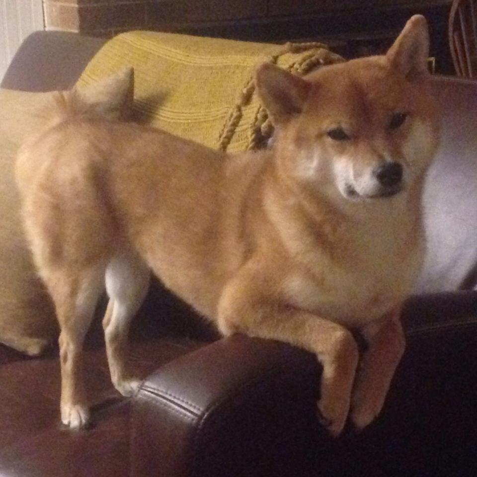 欧冠亡魂附体?当开拓者变身双面娇娃鏖战黄蜂