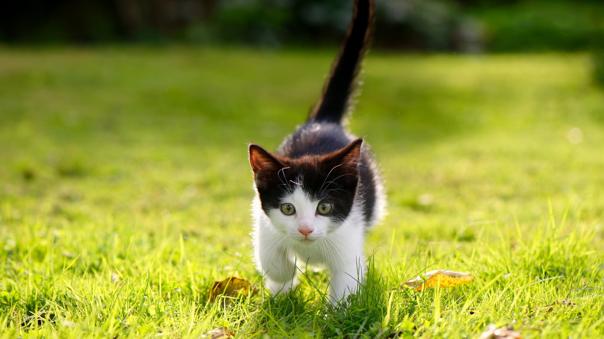 2023年5月22日，当宾州的肌肉撞上德州的弧线