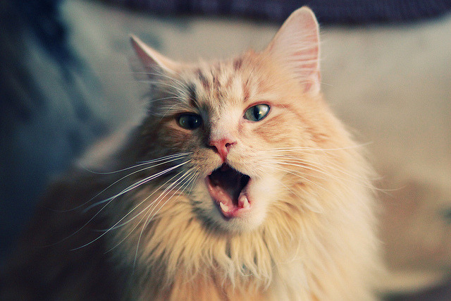 篮球殿堂的足球之神,当本泽马统治NBA季后赛之夜