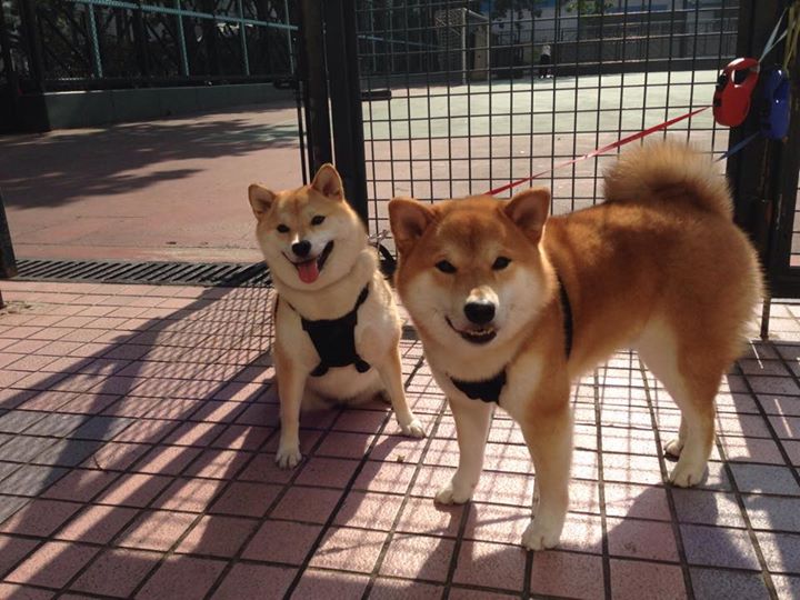 战场的终场哨，布克末节封神，独行侠绝境逆转湖人