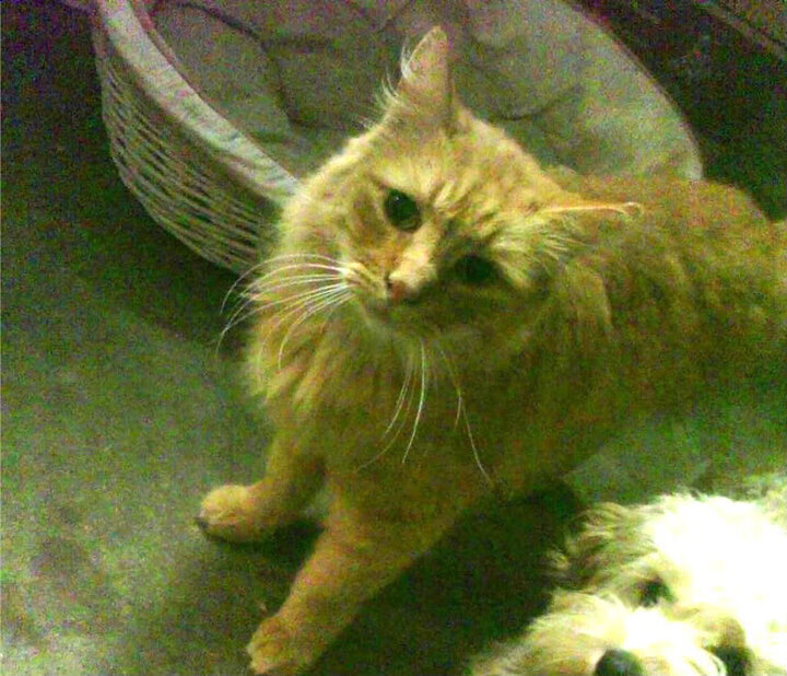 2026世界杯的米切尔，正从2022年的掘金开拓者之战走来