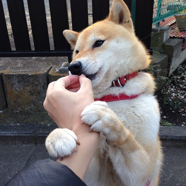 非洲雄狮战术困境,加勒比闪电单节摧毁,世界排名争夺战焦点战解析