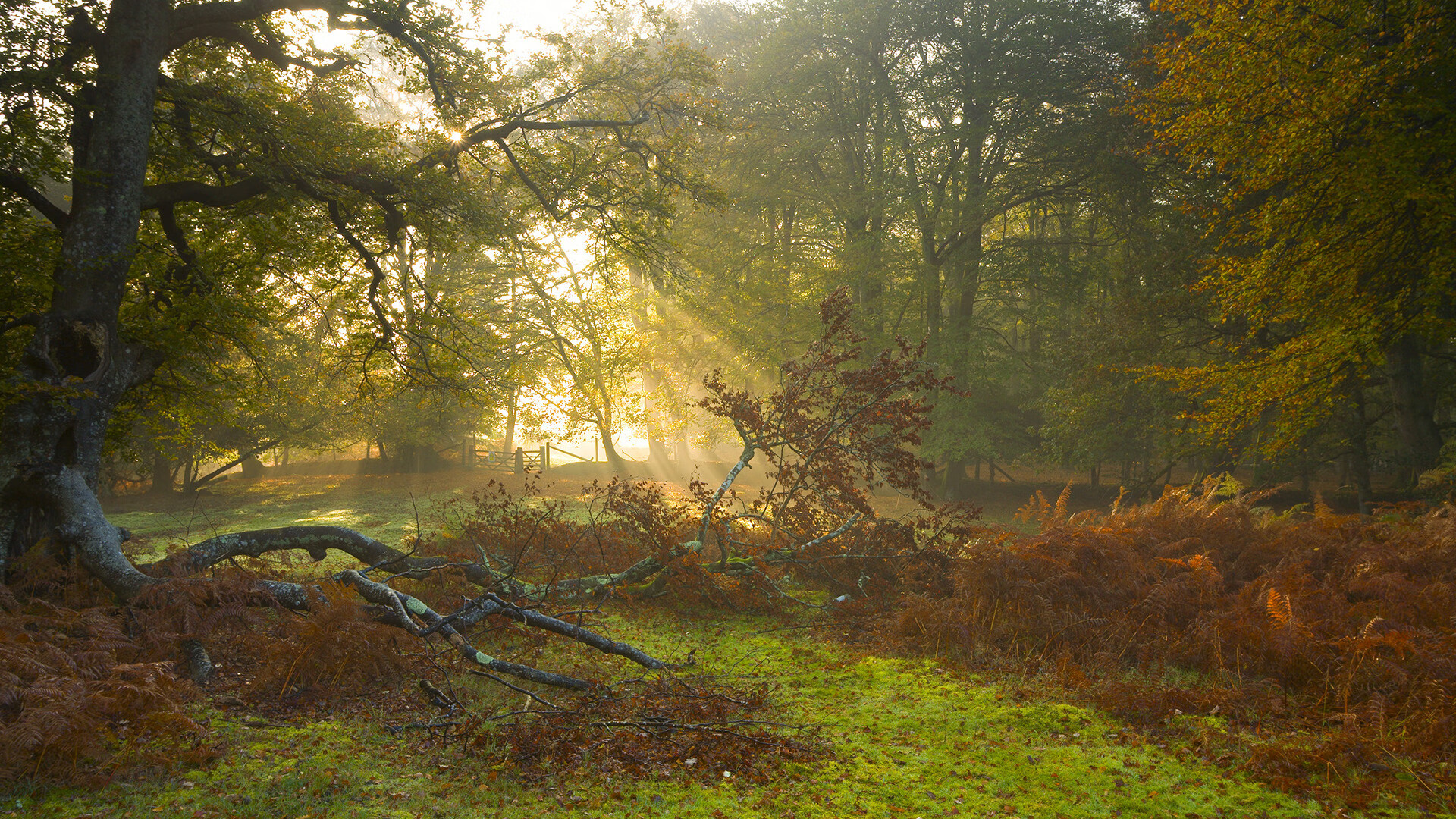 窒息式压迫与致命一击,凯塞多如何在一场全球焦点战中完成自我救赎