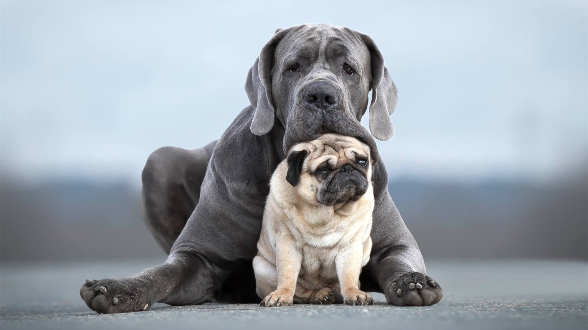字母哥点燃赛场,开拓者巅峰对决胜出湖人