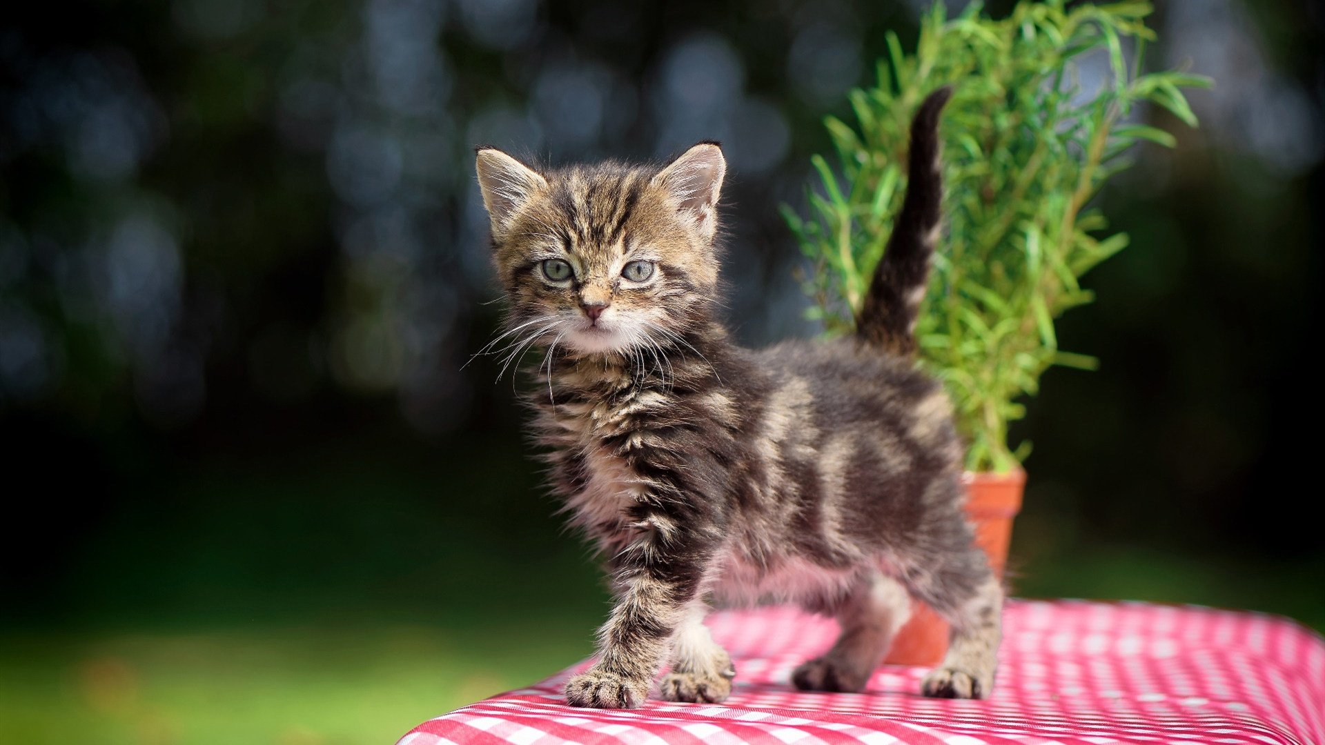 冰火狂想曲，米切尔撕裂冰封，鹈鹕巅峰对决胜出开拓者