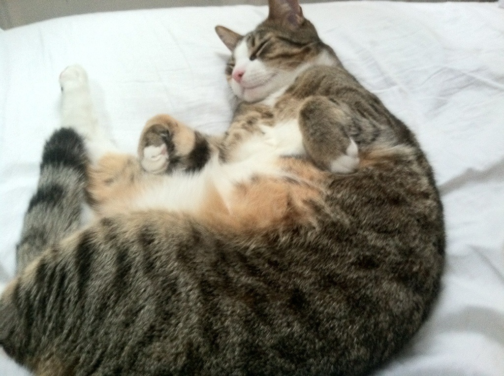 双城记，风暴与救世主—论突尼斯的铁血压制与哈兰德的独裁式接管